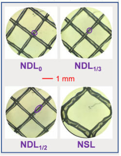 ��Ҏ���Z��ʯ�V�����a�S��׃���W�z�Mˮ���W�׺�������ĤԪ����ˮ���W�Ϳ���Ⱦ���ܵ�Ӱ�̽��