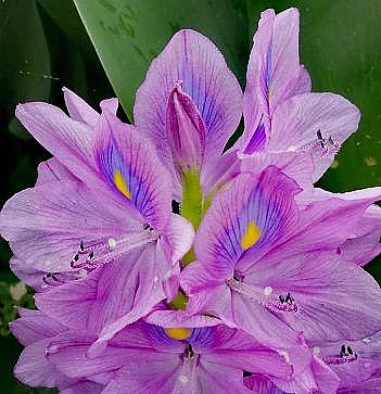 �ϵ���x�Ӿ۱�ϩ����HPAM�S��​����ֲ����I�B��ˮ�w�ޏ��о�